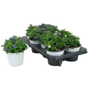 Lobelia Natural Planta Exterior Disfrutar Belleza Primavera
