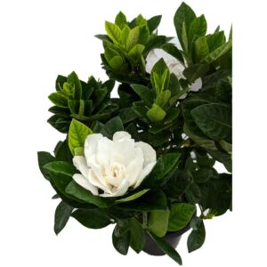 Jazmín Cabo Natural Una Planta Aromática Disfrutar Primavera